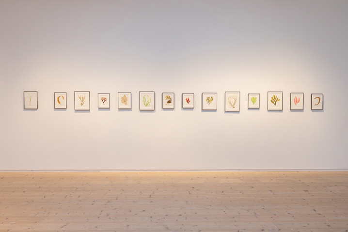 Seaweed Stories i Varberg Konsthall
